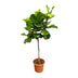 Ficus Lyrata Baum XXL, 200 cm, Geigenfeige, Große Blätter Bild 1