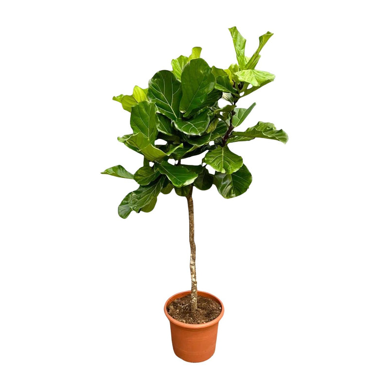 Ficus Lyrata Baum XXL, 200 cm, Geigenfeige, Große Blätter