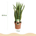 Green boutiQ: 2x Sanseveria Laurentii Zimmerpflanzen, pflegeleicht Bild 3