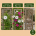 4x Clematis Duo Pink & White - Waldrebe Duo Pink & White - Weiß - Rosa - Kletterpflanze - Ø9cm - ↕35cm Bild 6