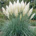 Green boutiQ - Gräser - Cortaderia sell. Pumila - Zwerg-Pampasgras - Mit Feder - Grau - 12 Pflanzen - Topf 11cm - Höhe 15-25cm Bild 5