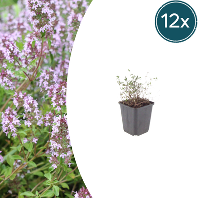 12x Thymian (Thymus vulgaris) - 10-25cm