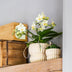 Gelbe Orchidee im gelben Topf – blühende Zimmerpflanze | Kolibri Orchids Bild 3