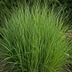 6x Panicum virgatum „Northwind“ – Kräftig aufragendes Ziergras mit schlanker Wuchsform | Topfgröße 12 cm Bild 4