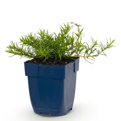 Green boutiQ - Perennials - Phlox Benita - Flame Flower - Groundcover - Blue - 1 Plant - 11cm Pot - Height 15-25cm