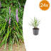 24x Liriope muscari 'Ingwersen' - ↕10-25cm - Ø9cm Bild 1