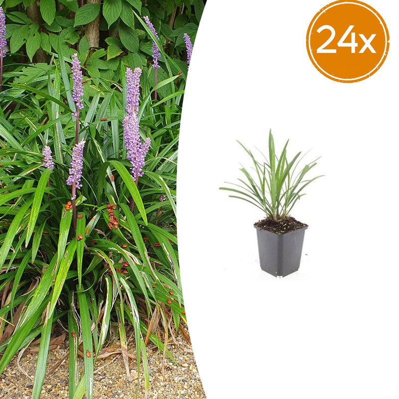 24x Liriope muscari 'Ingwersen' - ↕10-25cm - Ø9cm