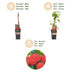 Malling Promise Himbeerpflanze: Rote Himbeeren, 2 Pflanzen im Topf Bild 4