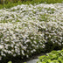 60x Aster ageratoides 'Ashvi' - Weiße Blüten, 10-25cm, Ø9cm Bild 6