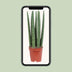 Sansevieria Straight im 12cm Topf - ca. 40cm hoch Bild 5