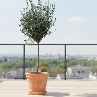 Olivenbaum auf Stamm (160cm) – Mediterranes Flair für Ihr Zuhause