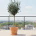 Olivenbaum auf Stamm (160cm) – Mediterranes Flair für Ihr Zuhause Bild 2