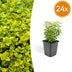 24x Euonymus 'Emerald 'n Gold' - 10-25cm, Ø9cm Bild 1