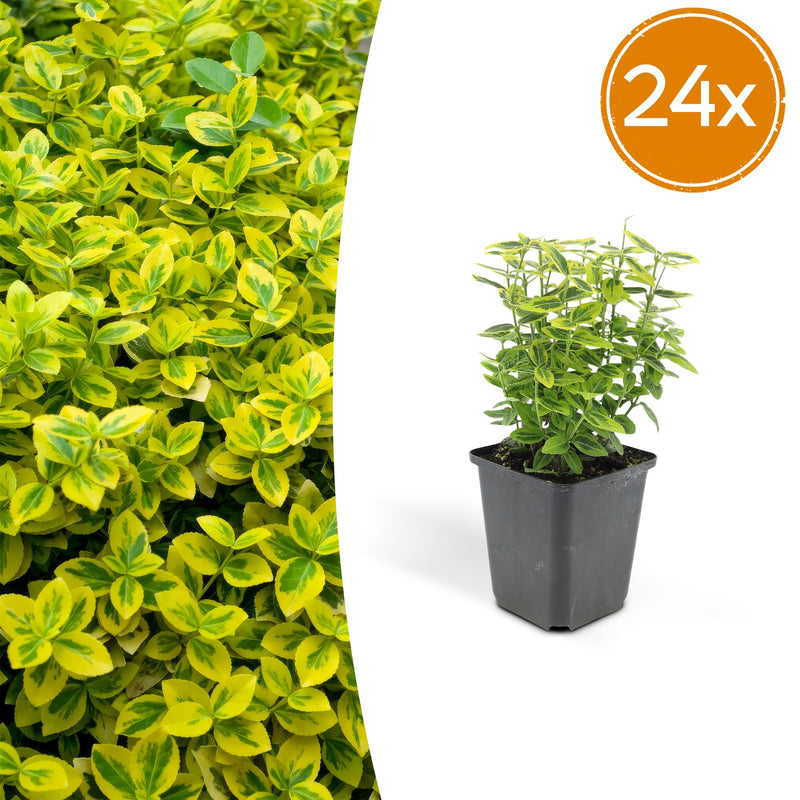 24x Euonymus 'Emerald 'n Gold' - 10-25cm, Ø9cm
