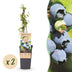 Blueberry plant 'Bluecrop' - 2x Vaccinium corymbosum, winter-hardy Bild 1