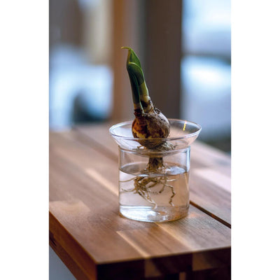 Planting vase M: observe root growth, Ø 9 cm, H 11.5 cm