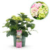 Hortensie 'Magical Jewel Pink' - Rosa Balkonpflanze im 23cm Topf Bild 1