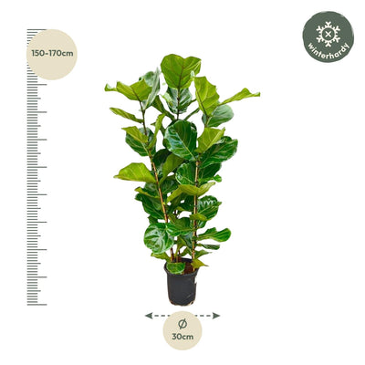 Ficus Lyrata Strauch - 160 cm - Geigenfeige, Ø27