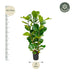 Ficus Lyrata Strauch - 160 cm - Geigenfeige, Ø27 Bild 2