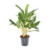 Aglaonema Keylime: Elegant Houseplant Ø21cm, ↕70cm Bild 1