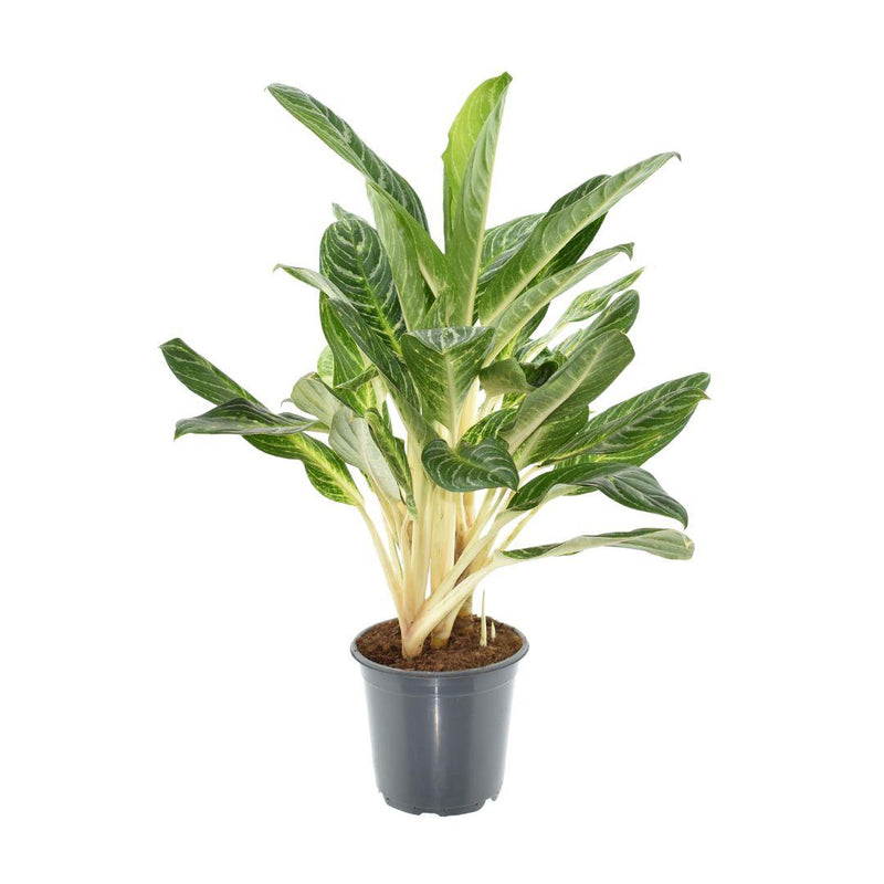 Aglaonema Keylime: Elegant Houseplant Ø21cm, ↕70cm