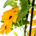4x Thunbergia alata Sunny Susy Orange, Ø13cm, 60cm hoch Bild 3