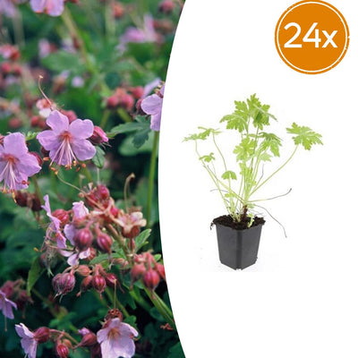24x Geranium macrorrhizum - ↕10-25cm - Ø9cm