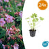 24x Geranium macrorrhizum - ↕10-25cm - Ø9cm Bild 1