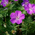 24x Storchschnabel 'Sanguineum' (10-25cm) - Leuchtend rosa Blüten Bild 6
