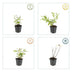 6x Hypericum inodorum 'Annebel' - ↕10-25cm - Ø9cm Bild 5