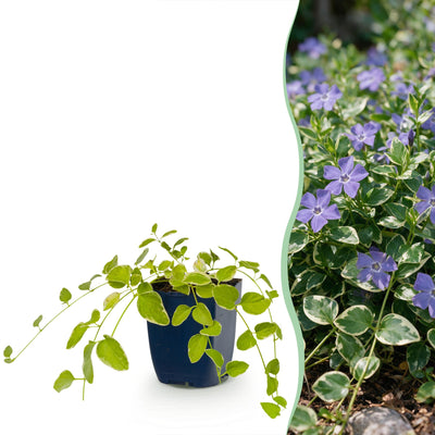 Vinca major Variegata Maagdenpalm (24 Pflanzen) - Blauer Bodendecker