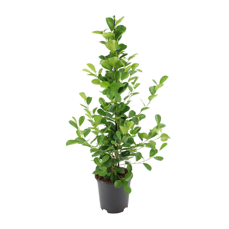 Ficus microcarpa Moclame (Ø21cm, ↕95cm) – Eleganter Zimmerficus für Ihr Zuhause