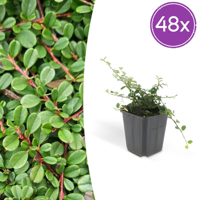 48x Cotoneaster 'Streibs Findling' Bodendecker, 10-25cm