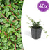 48x Cotoneaster 'Streibs Findling' Bodendecker, 10-25cm Bild 1