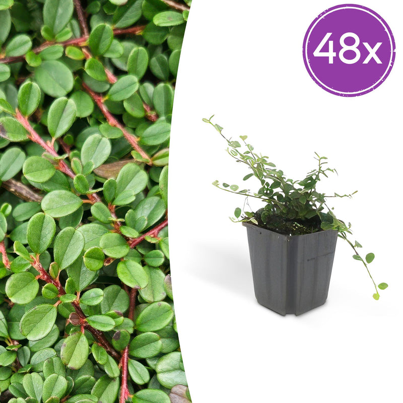 48x Cotoneaster 'Streibs Findling' Bodendecker, 10-25cm