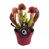 Sarracenia Catesbaei (Schlauchpflanze) Ø12cm, ↕23cm Bild 1
