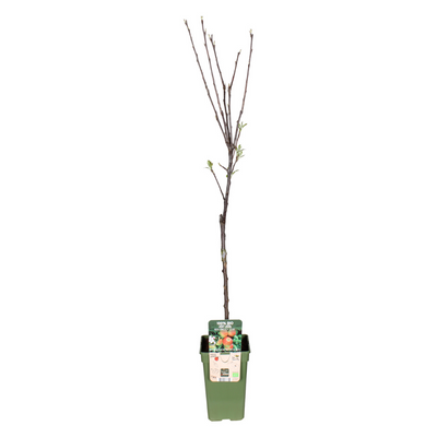 Elstar Apfelbaum (Malus Domestica) Ø19cm, H60cm