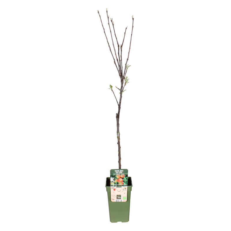 Elstar Apfelbaum (Malus Domestica) Ø19cm, H60cm
