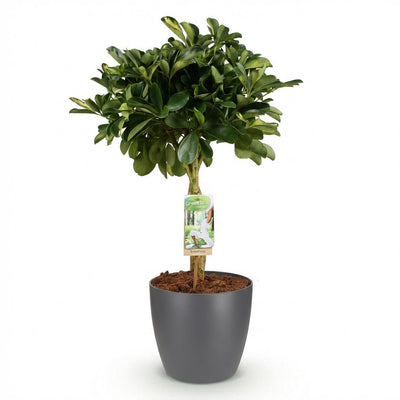 Schefflera Gold Capelle – pflegeleichte Zimmerpflanze im Topf, 70-81cm