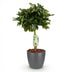 Schefflera Gold Capelle – easy-care potted houseplant, 70-81cm Bild 2