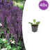 48x Salvia nemorosa 'Mainacht' blue flower spikes, 10-25cm, Ø9cm pot Bild 1