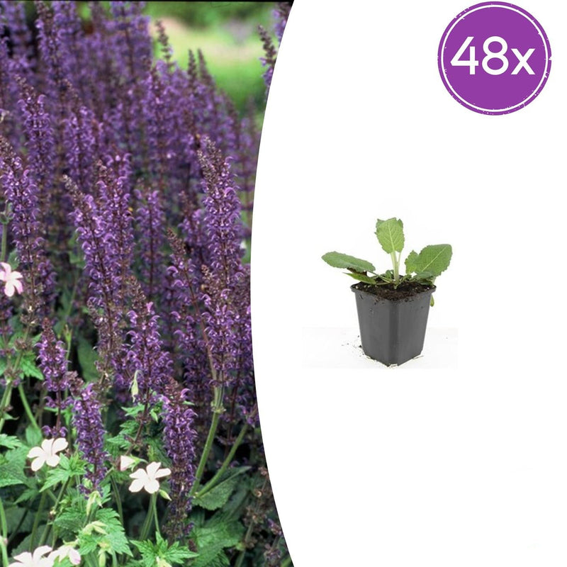 48x Salvia nemorosa 'Mainacht' blue flower spikes, 10-25cm, Ø9cm pot
