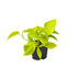 Golden Pothos Epipremnum aureum: easy-care & air-purifying Bild 1