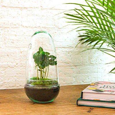 Flaschengarten Egg Coffea Arabica (25 cm) - DIY Pflanzterrarium
