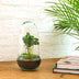 Bottle Garden Egg Coffea Arabica (25 cm) - DIY Plant Terrarium Bild 2