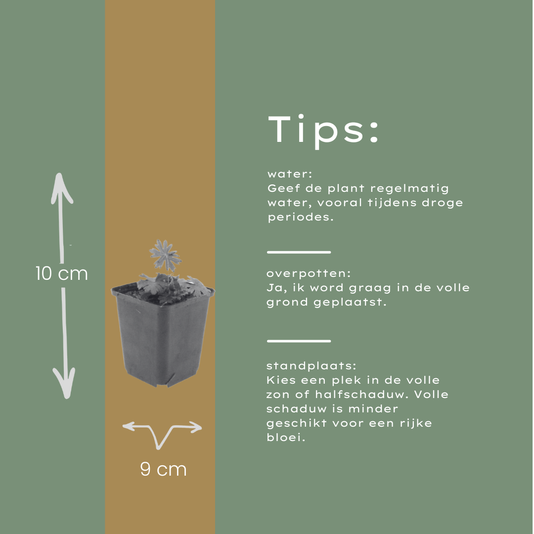 12x Geranium sanguineum - ↕10-25cm - Ø9cm