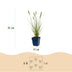 Green boutiQ - Gras - Pennisetum alop. Hameln - Lampenputzergras - Mit Plume - Grün - 12 Pflanzen - Topf 11cm - Höhe 15-25cm Bild 3