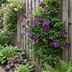 4x Clematis Viticella Polish Spirit - Waldrebe Polish Spirit - Lila - Kletterpflanze - Ø9cm - ↕35cm Bild 4