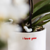 Gift set "Love You" | Red Phalaenopsis Orchid Congo with green plant in Love planters on a Cloud plate Bild 4