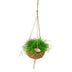 Kokodama Rhipsalis oasis hängend - Ø15 cm Bild 1